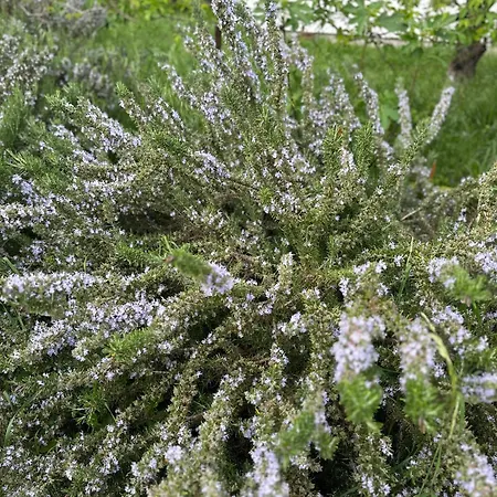 Tatil Evi Bohemian House