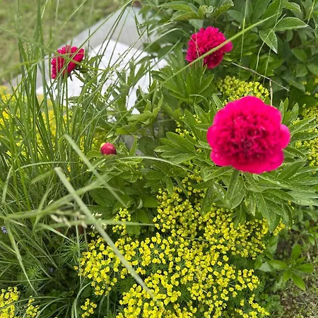 Bohemian House 別荘