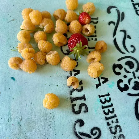 Bohemian House シオーフォク