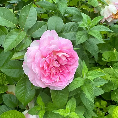 Bohemian House Tatil Evi *